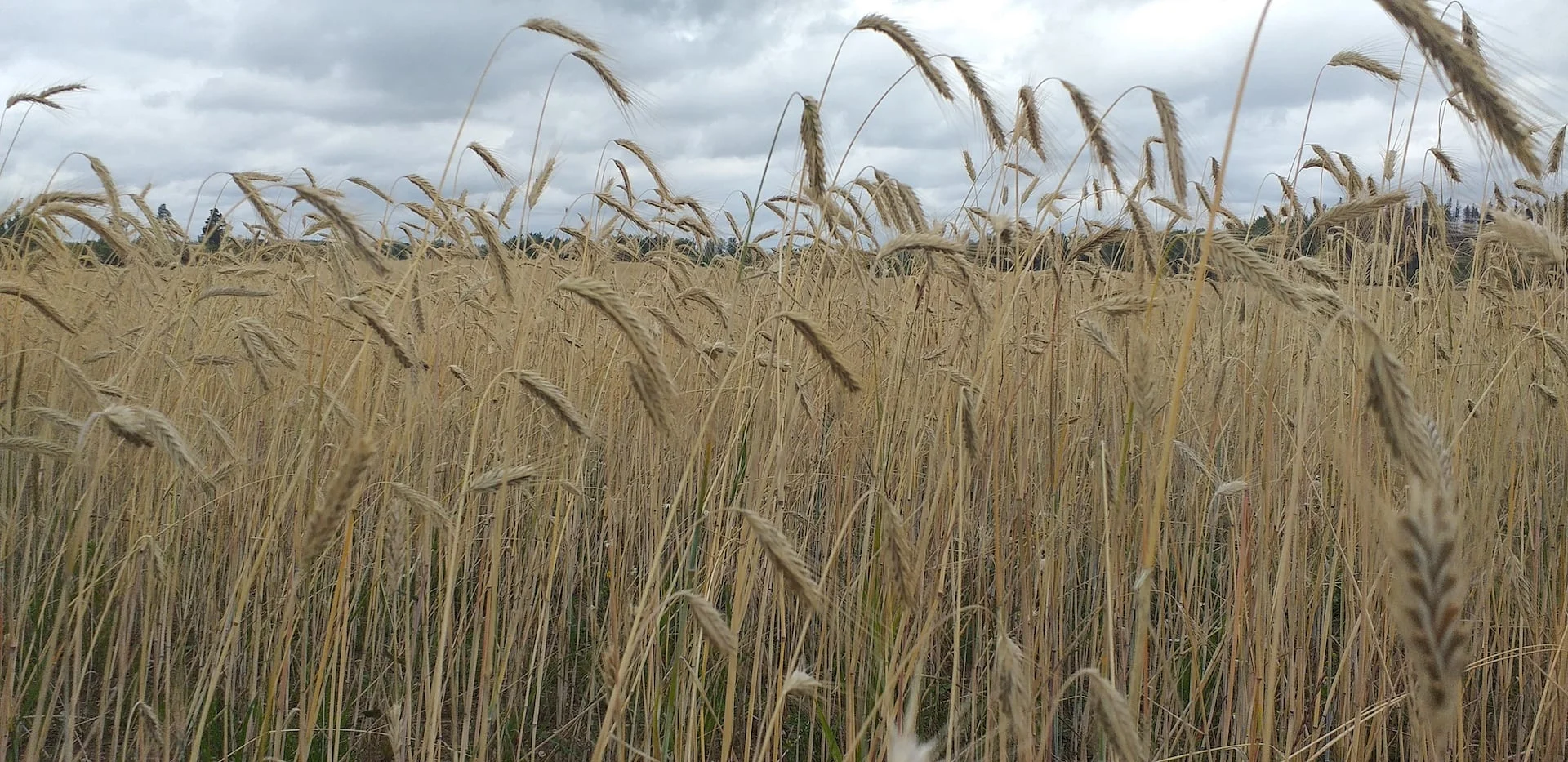 Maaritsa Graanul — heina- ja põhugraanulite tootmine Põlvamaal