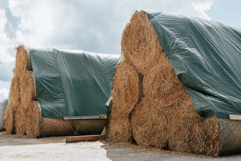 Timutiheina graanul Timutiheina graanul