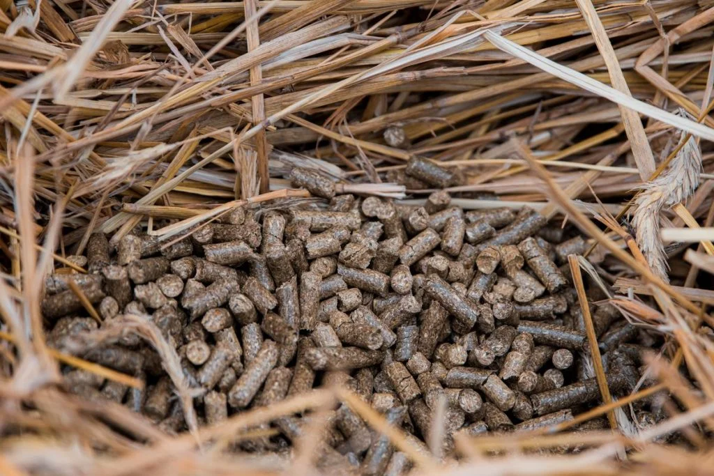 Puisniiduheina graanul Puisniiduheina graanul