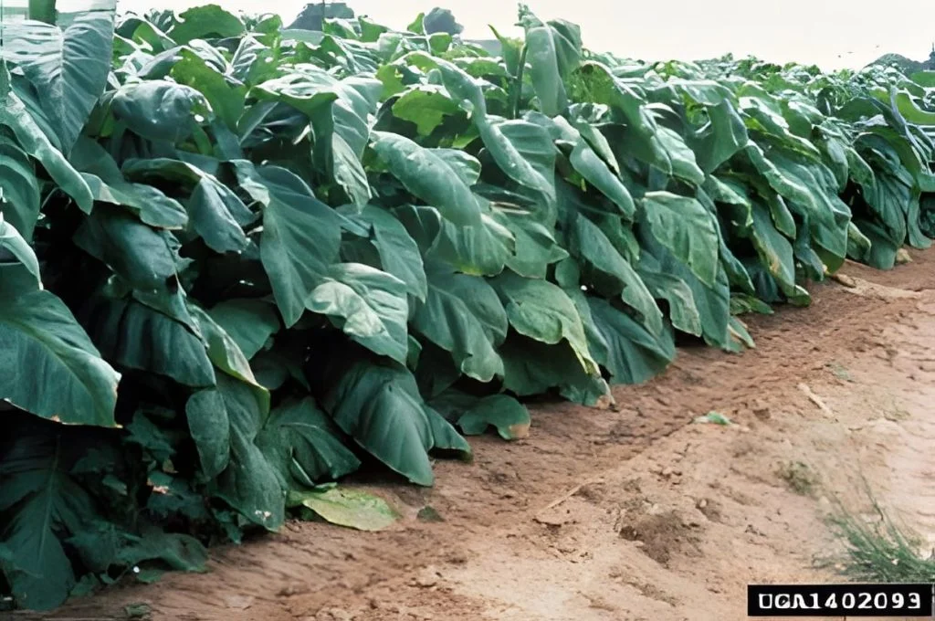 Lämmastiku üleküllus